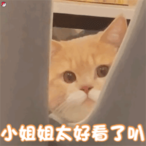 表情包 | 不想理傻子