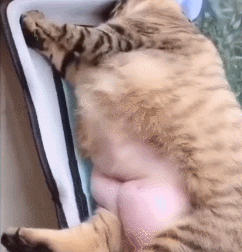 网友晒自家猫