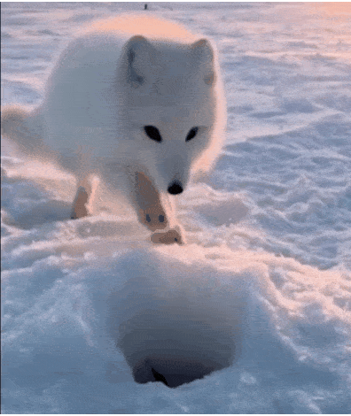 跳水你见过,跳雪你见过吗?北极狐头也太铁