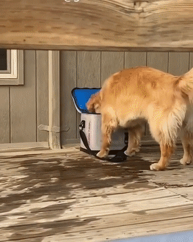 同时养了二哈和金毛后,铲屎官:我可能养了个寂寞!