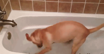 每日一笑,杠精竟然是你?