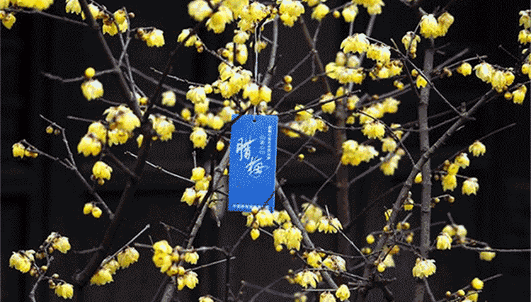 公园赏腊梅,家里的花瓶也会插上几支含苞待放的腊梅