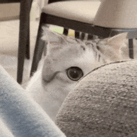 萌宠表情包:你为什么要凶我?