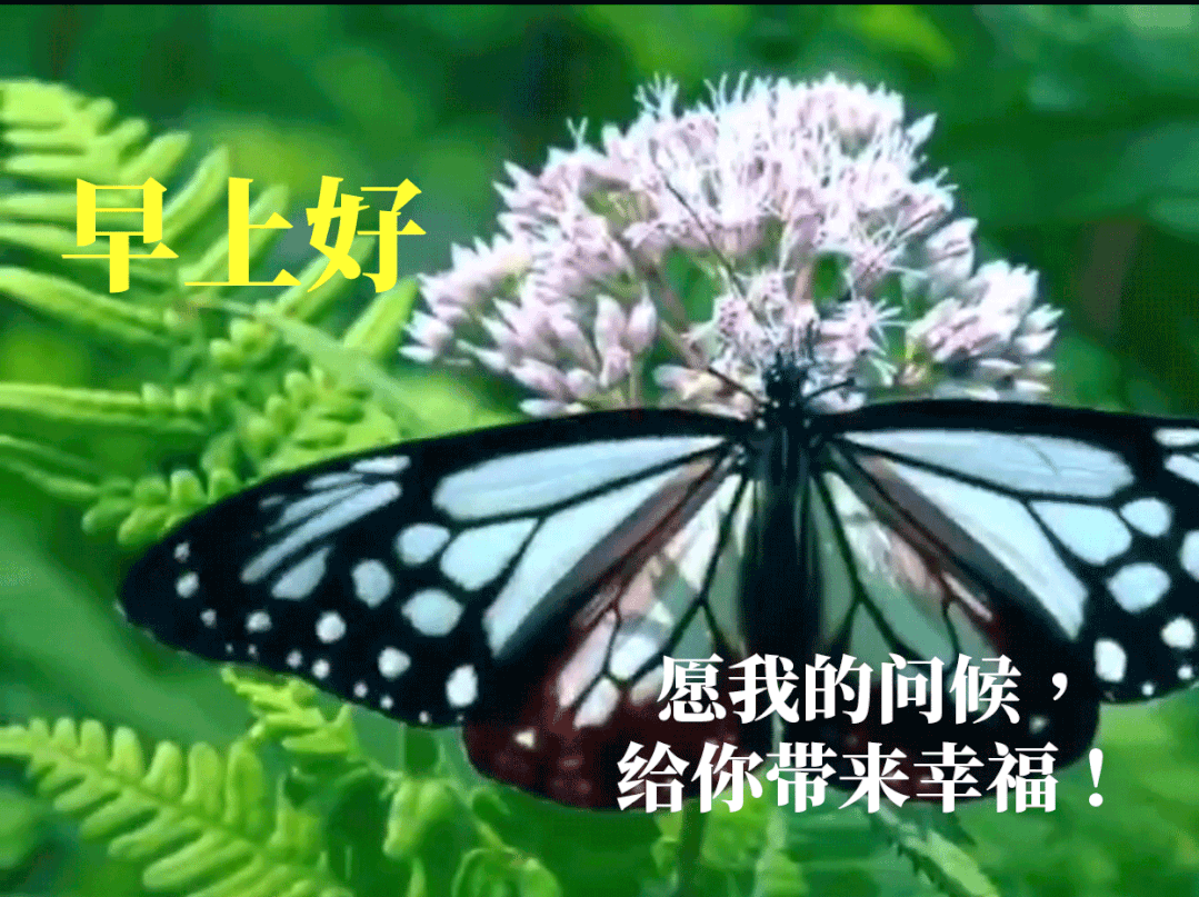 中老年表情包,聊天动态带字图片早上好祝福,愿你幸福康健,笑容每天多