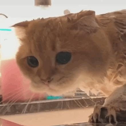 表情包可爱猫咪动图表情