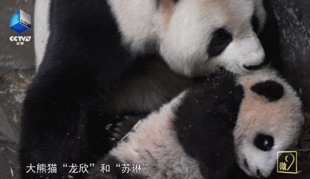 它们各自带着自己的孩子生活在这里龙欣,苏琳,知春是三只大熊猫母亲