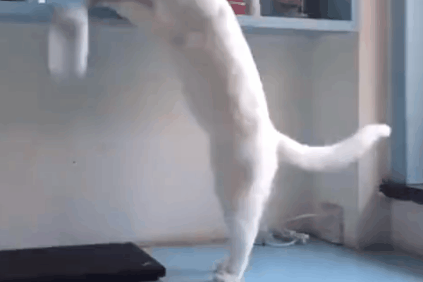 主人千万别看我!是盘子先动的手!