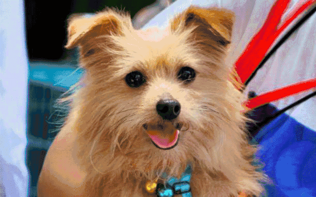 并以你的名义给海门小动物保护协会捐赠1元钱即可免费领取一朵玫瑰花