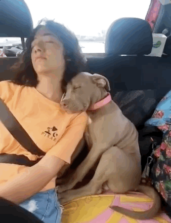 狗狗奇葩睡姿大赏只有你做不到的没有你想不到的