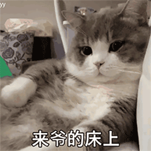 萌宠表情包:来,到爷的床上来!