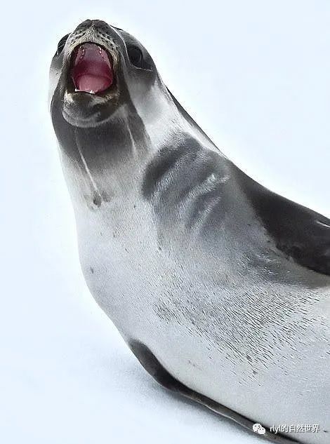 罗氏海豹的英文介绍 introductionthe ross seal (ommatophoca
