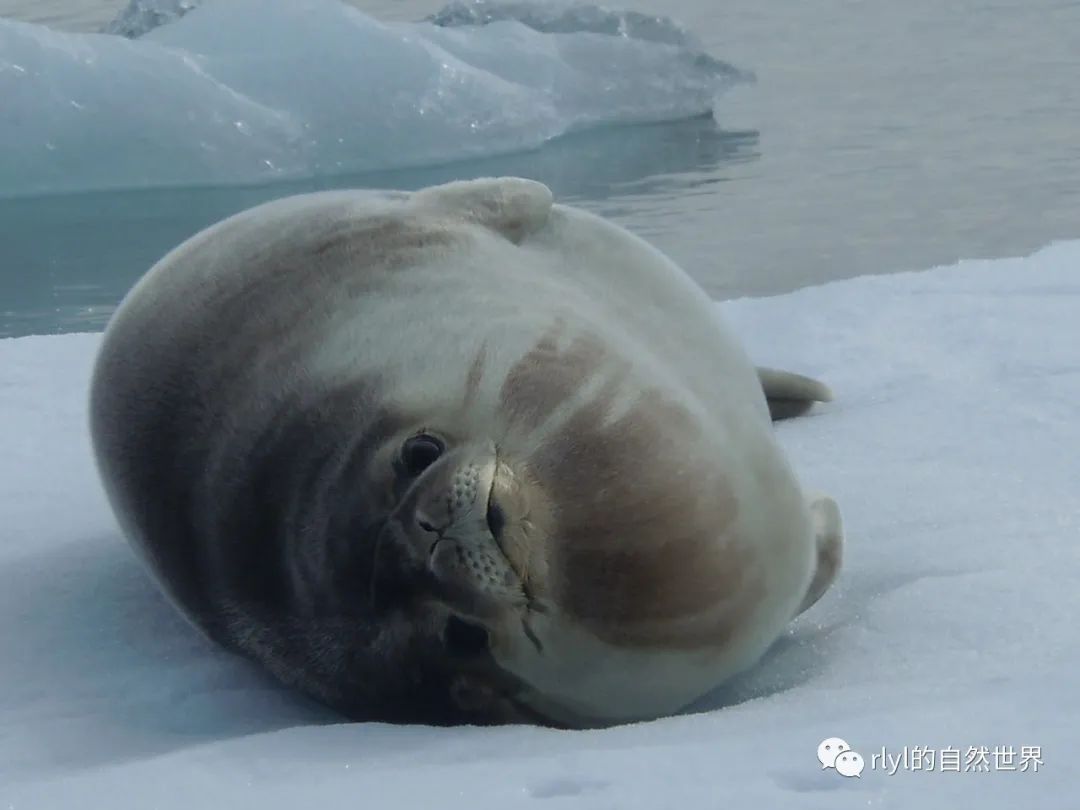 罗氏海豹的英文介绍 introductionthe ross seal (ommatophoca