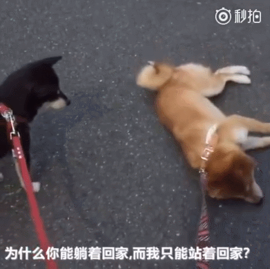 回去每次出门都不肯回来巴不得在外逗留多一分钟都好撒泼打滚最在行