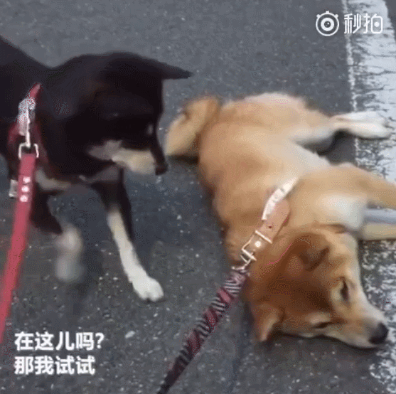 回去每次出门都不肯回来巴不得在外逗留多一分钟都好撒泼打滚最在行
