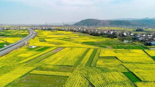 2021汉中"油菜花节",最新消息!