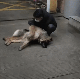 牧羊犬玩狗链,结果舌头被卡死……网友:狗脸都丢完了!