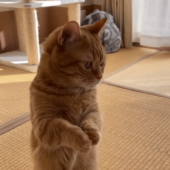 短腿橘猫讨零食有绝招,站立挥手神似拜年,最后还有互动彩蛋!