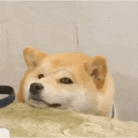 狗狗系列表情包四