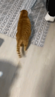 猫趣|猫步并非都是霸气而优雅,这只走姿搞笑的橘猫,背后的故事让人动