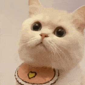表情包:萌猫咪表情不要打到我嘛