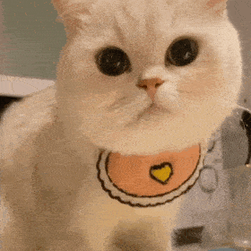 表情包:萌猫咪表情不要打到我嘛