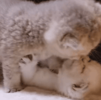 微信搞怪聊天表情包弹一首说谎送给在座的渣男