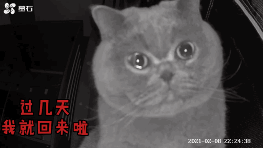 没带猫咪回家过年猫咪从监控里听到主人声音后哭得像个孩子