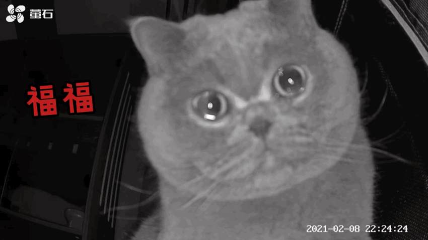 没带猫咪回家过年猫咪从监控里听到主人声音后哭得像个孩子