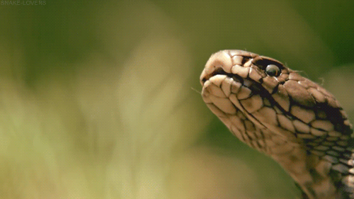 错把过山峰当南蛇一村民被咬抢救无效身亡