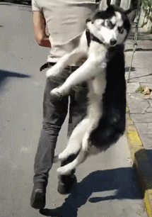 二哈,用生命在搞笑的狗子