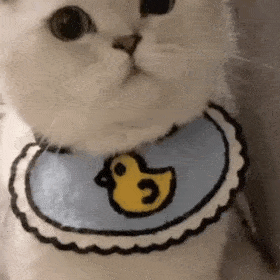 小可爱们还没有关注公众号的可以关注下哦~网红猫咪 | 蛋蛋表情包(八