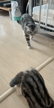 猫咪一路喵喵喵小跑过来,主动躺下让主子揉揉小肚子摸