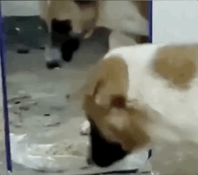 狗子闻自己的脚丫子露出了超嫌弃的表情笑屎了