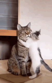 发情母猫和绝育公猫,不是不解风情,是他不行!是猫不行
