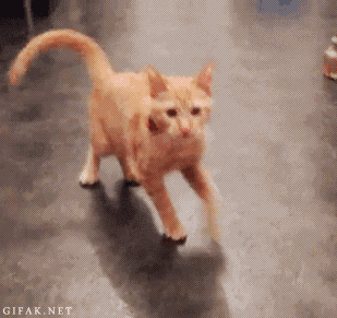 猫尾巴迷惑行为丨猫是否知道自己有尾巴