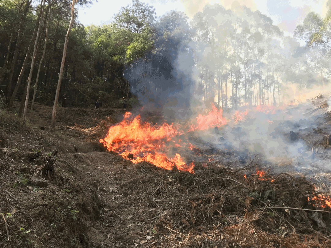 保护森林家园 防患于未