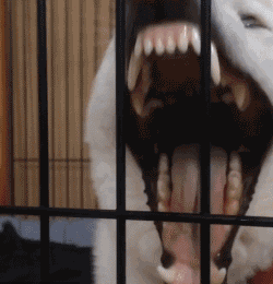 第58期聊天斗图必备表情包