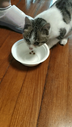 猫趣被铲屎官控制饮食的馋猫在食物和铲屎官面前选择了见死不救