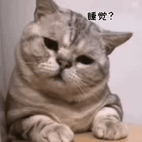 表情包:可爱猫咪表情包