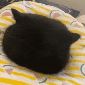 小猫咪系列表情包三