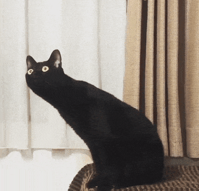 谁说黑猫不吉利?你可能不知道养只黑猫有多快乐!