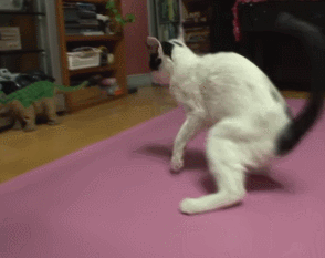 捡到瘫痪小猫,猫咪上厕所时会叫她,人猫无障碍交流,看