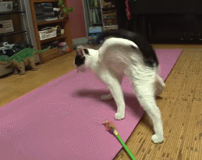捡到瘫痪小猫,猫咪上厕所时会叫她,人猫无障碍交流,看