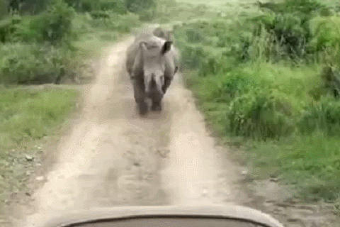 (犀牛追赶汽车)