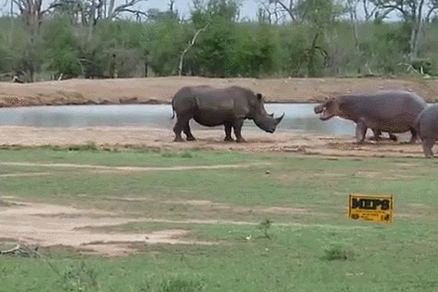 河马vs犀牛陆地巨兽大对决