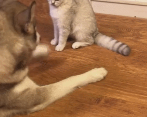 狗子甘心被猫骑,原因竟是心地太善良!