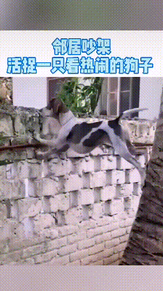 狗子偷偷爬树翻墙偷听隔壁邻居吵架,主人:这回终于知道