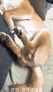 对会笑的狗子毫无抵抗力,是心动的感觉