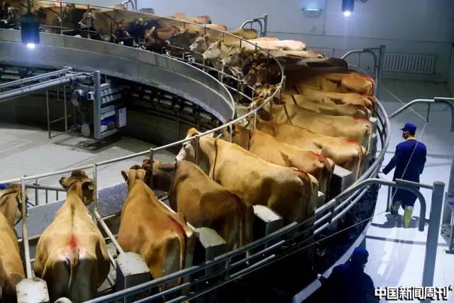 神秘商人杨凯:一夜蒸发320亿港币辉山乳业掌门人