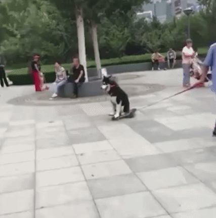 19,爷爷在家教猫猫跳舞他说这是在培养广场舞伴20,而这位爷爷已经拉着